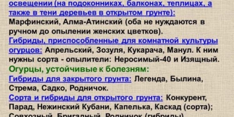 Kako uzgajati krastavce na balkonu: karakteristike uzgoja